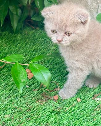 Scottish Fold
