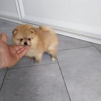 Cuccioli di spitz pomerania taglia mini toy