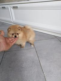 Cuccioli di spitz pomerania taglia mini toy