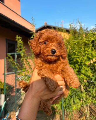 Cucciolata barboncini Toy e nano Red