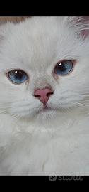 British Longhair femmina