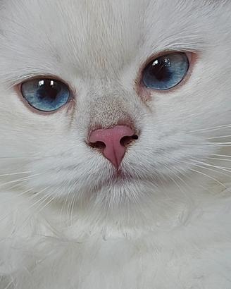British Longhair femmina