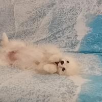 Cucciolo spitz nano di pomerania