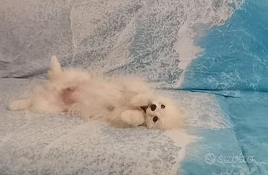 Cucciolo spitz nano di pomerania