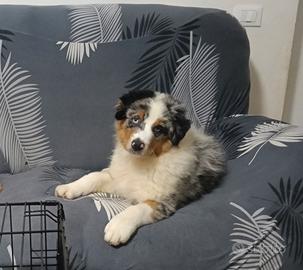 Pastore australiano femmina Blue merle