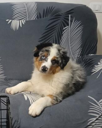 Pastore australiano femmina Blue merle