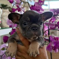 Bulldog francese blutan