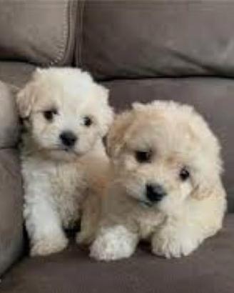 Maltipoo piccole meraviglie