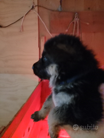 Cuccioli pastore tedesco