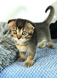 british scottish fold 