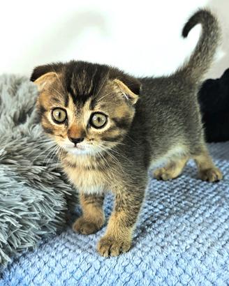 british scottish fold 