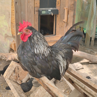 Gallo chabo nagasaki Purple