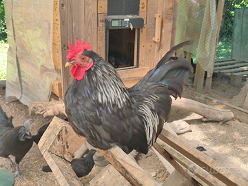 Gallo chabo nagasaki Purple