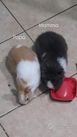 Cuccioli coniglio