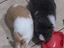 Immagine 1