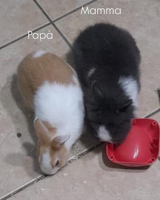 Cuccioli coniglio