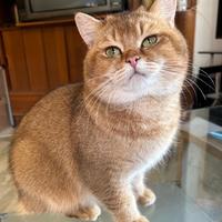 Meraviglioso British Shorthair Golden Shaded