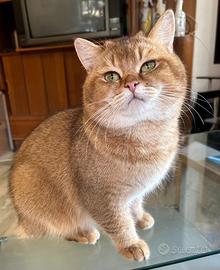 Meraviglioso British Shorthair Golden Shaded