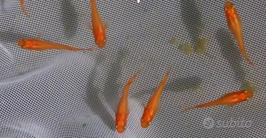 Oryzias Latipes Red king