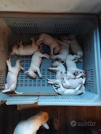 Bull Terrier Inglese Taglia Standard