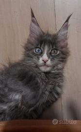 Cucciola Maine Coon con occhi impari
