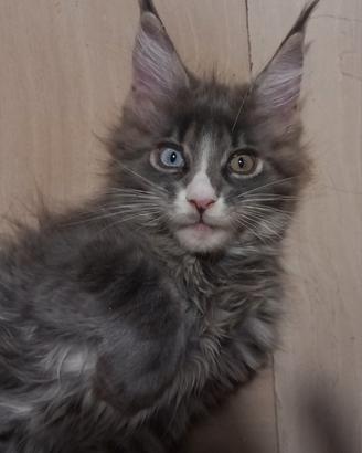Cucciola Maine Coon con occhi impari