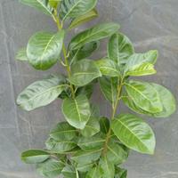 LAUROCERASO PIANTA DA SIEPE