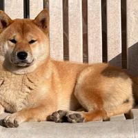 Shiba