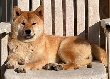 Shiba