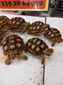 geochelone-sulcata-nate-in-italia
