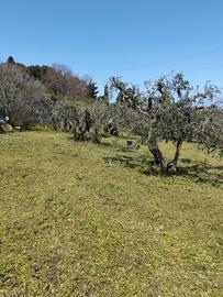 Terreno sferracavallo