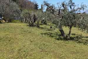 Terreno sferracavallo