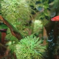 piante facili a crescita rapida per acquario  