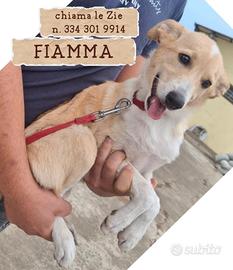 Fiamma: cucciola dolce e coccolona