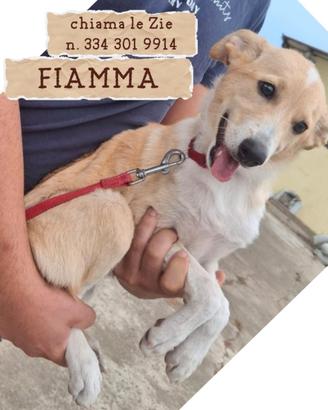 Fiamma: cucciola dolce e coccolona
