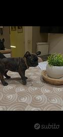 Buldog francese