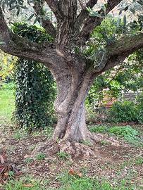 Albero d'ulivo