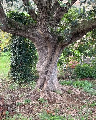 Albero d'ulivo