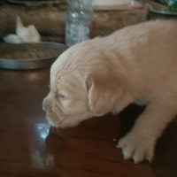 Golden retriever cucciolata selezionata