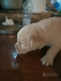 Golden retriever cucciolata selezionata