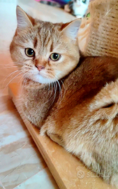 British Scottish Golden