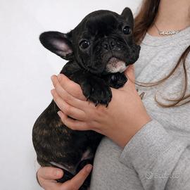 Cucciola bulldog francese