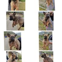 Pastore Belga Malinois