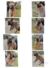 Pastore Belga Malinois