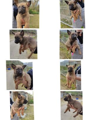Pastore Belga Malinois