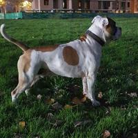 American StaffordShire Terrier X ACCOPPIAMENTO