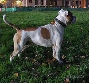 American StaffordShire Terrier X ACCOPPIAMENTO