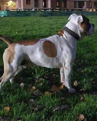 American StaffordShire Terrier X ACCOPPIAMENTO