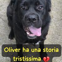 Oliver 2/3 anni taglia media