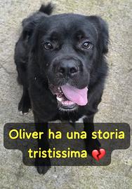 Oliver 2/3 anni taglia media